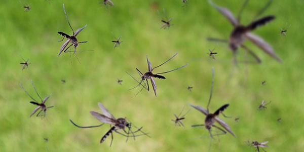 mosquitos