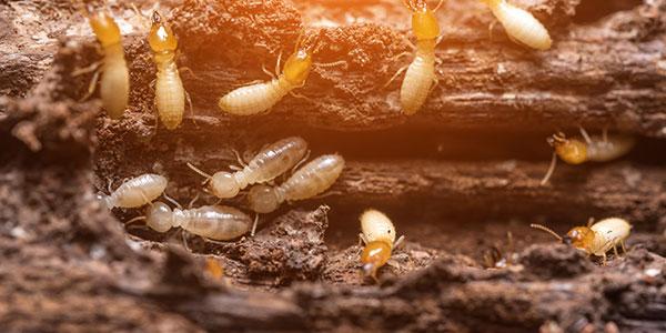 termites